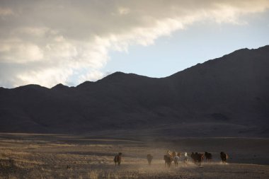 bir manzara Batı Moğolistan vahşi przewalskii atları