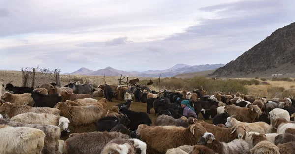 バヤン ウルギー モンゴル 2015 モンゴル語遊牧民女性朝彼女の山羊の搾乳 — ストック写真