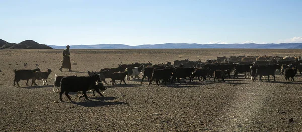 Bayan Ulgii Mongolie Octobre 2015 Nomade Mongolien Élevant Ses Animaux — Photo