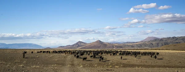 Баян Ulgii Монголії Жовтня 2015 Монгольська Nomad Людина Пастуші Його — стокове фото