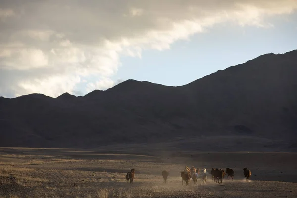 wild przewalskii horses in a landscape of western mongolia