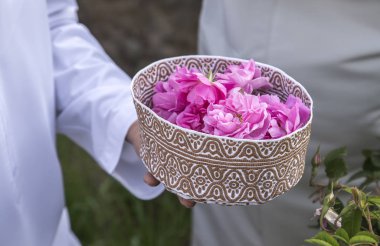 gül yaprakları toplama Umman adam kırpılmış çekim Rose su yapmak