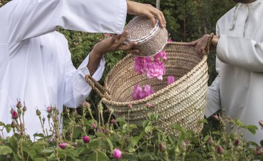 gül yaprakları toplama Umman adam kırpılmış çekim Rose su yapmak