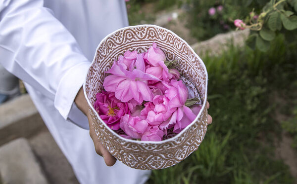cropped shot of omani man collecting rose petals to make rose water