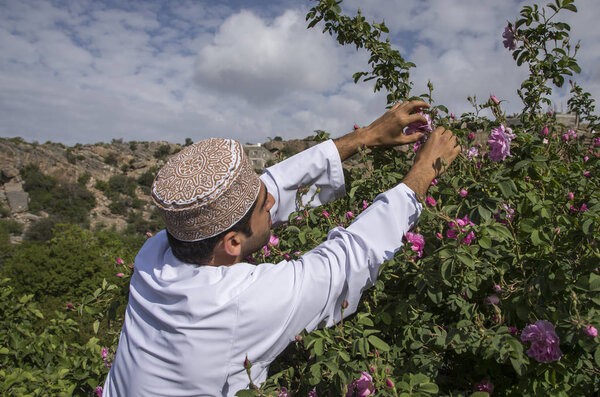 Jabal al Akhdar, Oman, 7th April 2016: omani man collecting rose petals