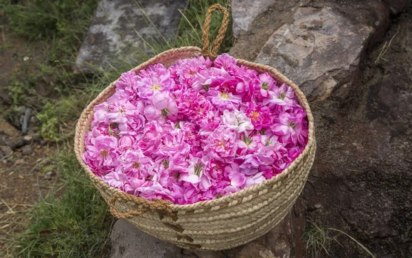 Jebel al Akhdar 'da gül yaprakları dolu sepet