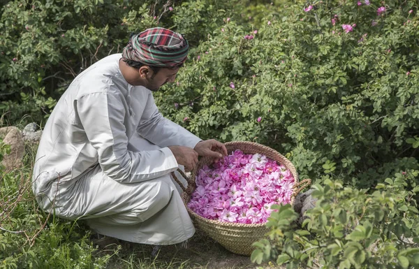 Jabal Akhdar Omã Abril 2016 Omani Homem Coletando Pétalas Rosa — Fotografia de Stock