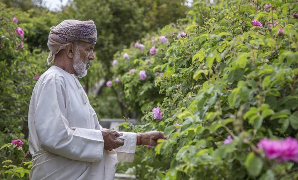 Jabal Akhdar Oman 7Th April 2016 Old Man Piclking Rose — Stock Photo, Image