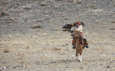 Bayan Ulgii, Moğolistan, 3 Ekim 2015: Moğol kartal avcısı Batı Moğolistan'ın arazisinde kartalını eğitiyor