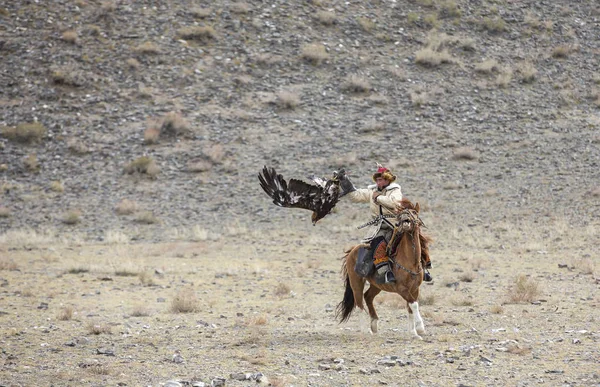 Bayan Ulgii Mongoliet Oktober 2015 Mongoliska Eagle Hunter Utbildning Hans — Stockfoto