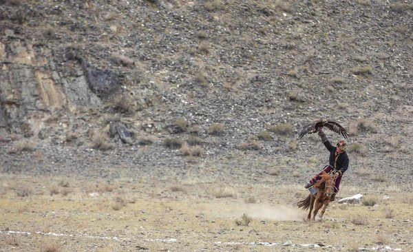 Bayan Ulgii Mongolia 3Rd October 2015 Mongolian Eagle Hunter Training — Stock Photo, Image