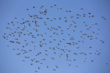 parlak mavi gökyüzüne karşı uçan kuşlar