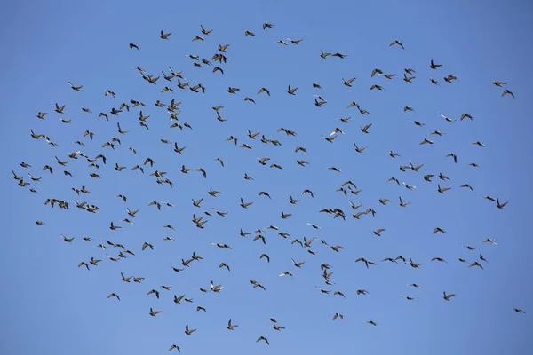 Aves Voando Contra Céu Azul Brilhante — Fotografia de Stock