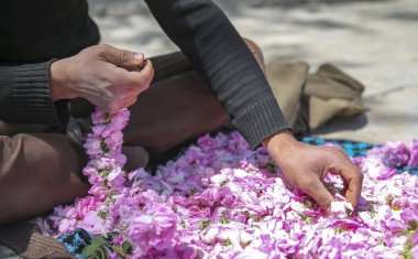 gül tomurcukları ile çalışan ellerin kırpılmış atış, dize onları koyarak