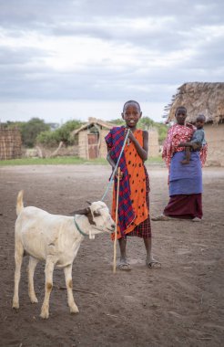 Same, Tanzanya-7 Haziran, 2019: genç Maasai adam Boma içinde keçi ile yürüyüş