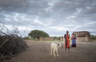 Same, Tanzanya-7 Haziran, 2019: genç Maasai adam Boma içinde keçi ile yürüyüş