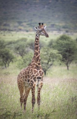 Tanzanya 'daki Mikomazi milli parkında Masai zürafa