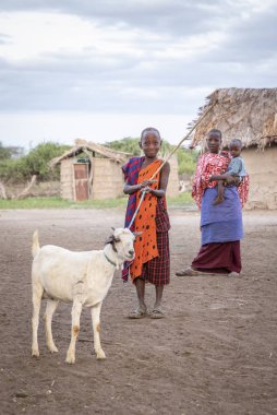 Same, Tanzanya-7 Haziran, 2019: genç Maasai adam Boma içinde keçi ile yürüyüş