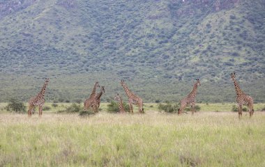Masai giraffes in Mikomazi national park in Tanzania clipart