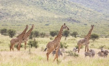 Masai giraffes in Mikomazi national park in Tanzania clipart