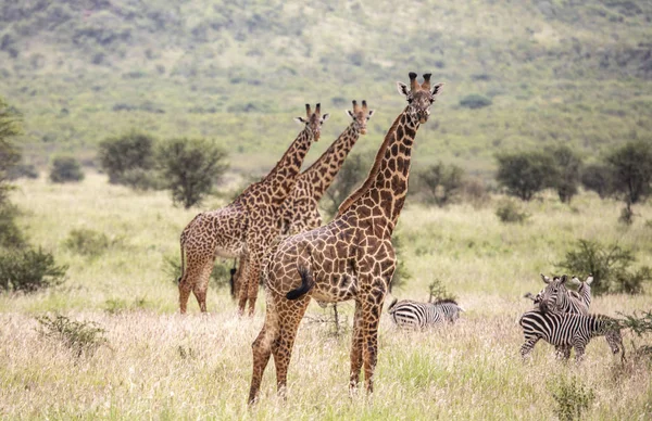 坦桑尼亚 Mikomazi 国家公园的 Masai 长颈鹿 — 图库照片