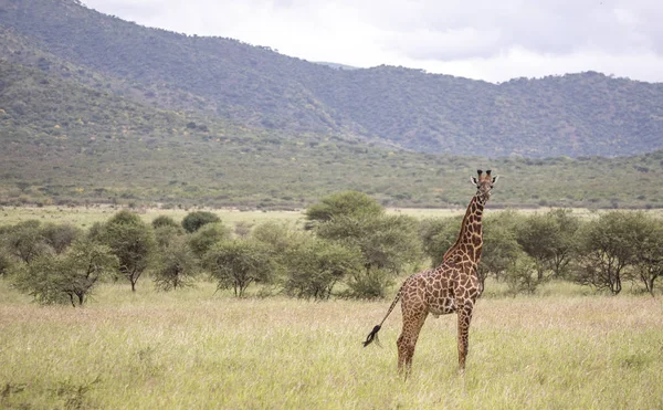 Girafa Masai Parque Nacional Mikomazi Tanzânia — Fotografia de Stock