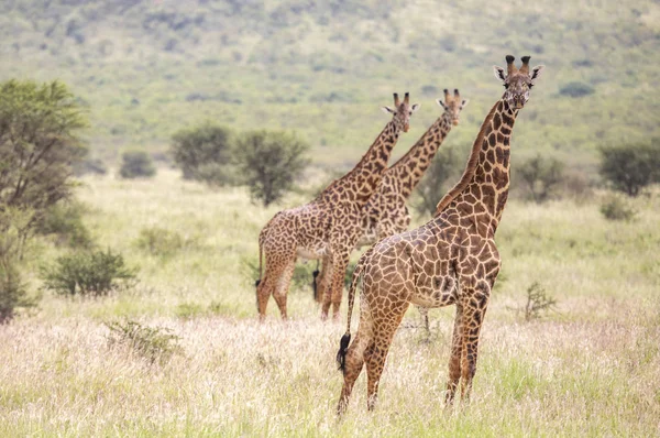 Масаї Жирафи Мікомазі Національний Парк Танзанії — стокове фото