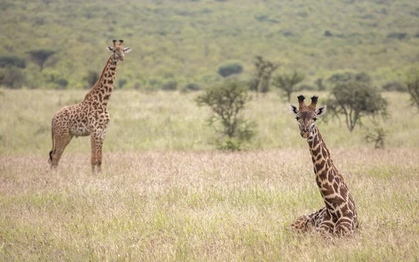 Girafas Masai Parque Nacional Mikomazi Tanzânia — Fotografia de Stock