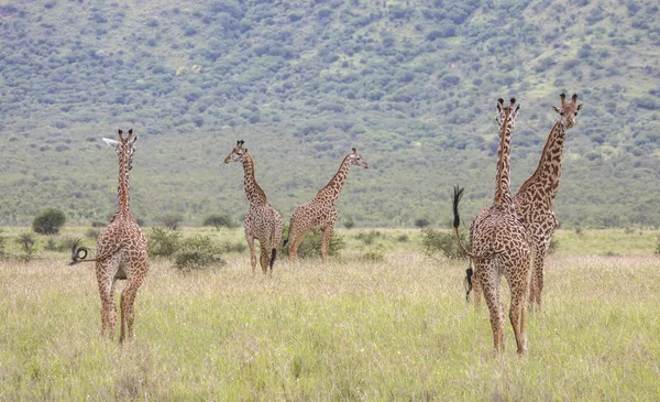 Girafas Masai Parque Nacional Mikomazi Tanzânia — Fotografia de Stock