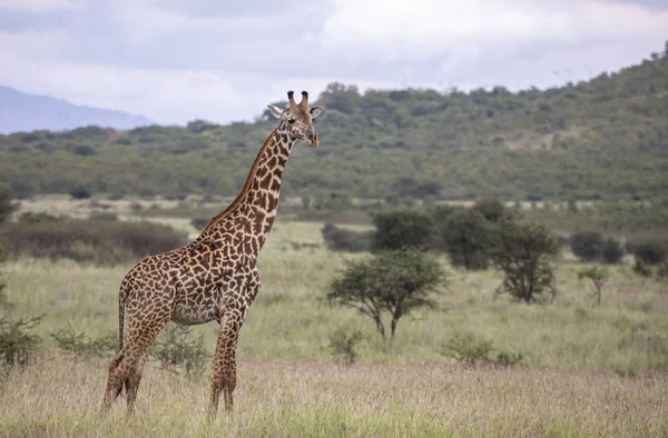 Masai Žirafa Národním Parku Mikomazi Tanzanii — Stock fotografie