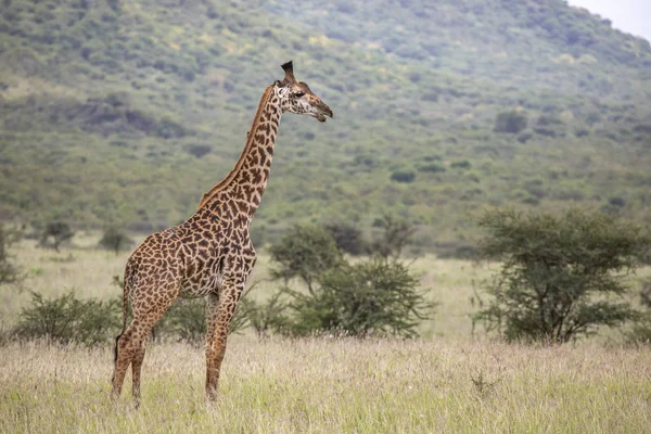 Giraffa Masai Nel Parco Nazionale Mikomazi Tanzania — Foto Stock