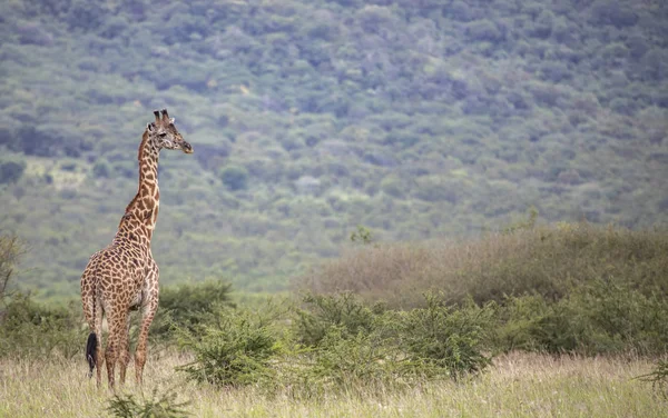 Girafa Masai Parque Nacional Mikomazi Tanzânia — Fotografia de Stock