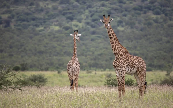 Girafas Masai Parque Nacional Mikomazi Tanzânia — Fotografia de Stock