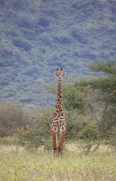 Masai Žirafa Národním Parku Mikomazi Tanzanii — Stock fotografie