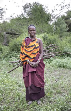 Same, Tanzanya-7 Haziran, 2019: Maasai kadın ormandan firefood taşıyan