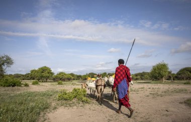 Same, Tanzanya-7 Haziran, 2019: Masai adam bir akarsu su almak için eşekler ile seyahat