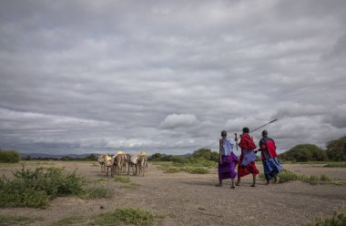 Same, Tanzanya-7 Haziran, 2019: Maasai insanlar Savannah seyahat akarsu su getirmek için