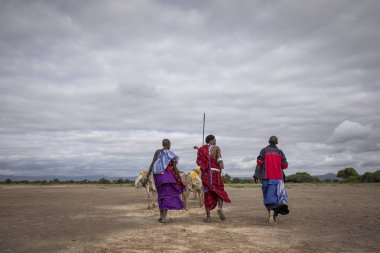 Same, Tanzanya-7 Haziran, 2019: Maasai insanlar Savannah seyahat akarsu su getirmek için