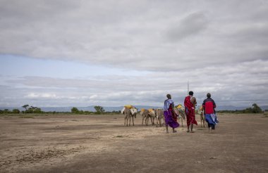 Same, Tanzanya-7 Haziran, 2019: Maasai insanlar Savannah seyahat akarsu su getirmek için