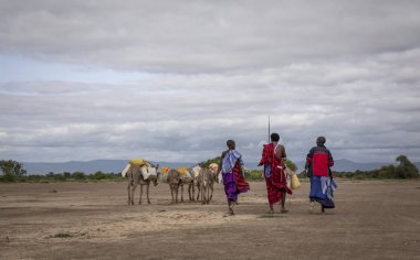 Same, Tanzanya-7 Haziran, 2019: Maasai insanlar Savannah seyahat akarsu su getirmek için
