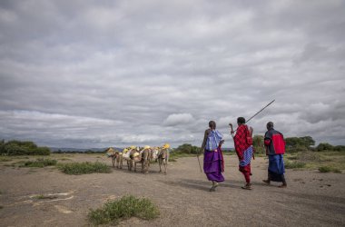 Same, Tanzanya-7 Haziran, 2019: Maasai insanlar Savannah seyahat akarsu su getirmek için