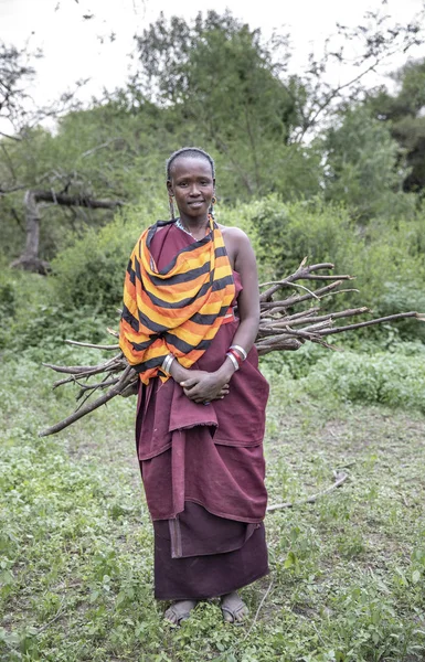Same Tanzanya Haziran 2019 Maasai Kadın Ormandan Firefood Taşıyan — Stok fotoğraf