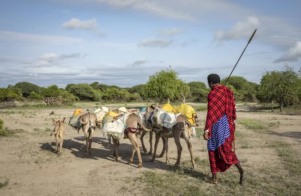 Idem Tanzanie Juin 2019 Masaï Voyageant Avec Des Ânes Pour — Photo