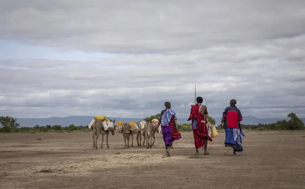Same Tanzánia Június 2019 Maasai Emberek Utaznak Savannah Hoz Csel — Stock Fotó