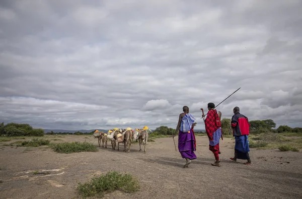 Mismo Tanzania Junio 2019 Maasai Viajan Sabana Para Buscar Agua —  Fotos de Stock