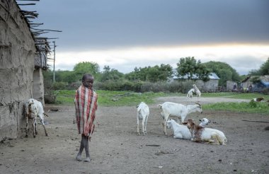Aynı, Tanzanya, 4 Haziran 2019: Maasai çocuk ev boma (köy) arka planda keçi ile