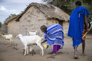 Aynı, Tanzanya, 4 Haziran 2019: maasai kadın keçisağıyor
