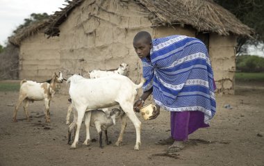 Aynı, Tanzanya, 4 Haziran 2019: maasai kadın keçisağıyor