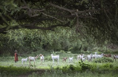 Aynı, Tanzanya - 4 Haziran 2019: Maasai erkek keçi leri güttü