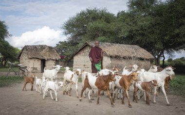 Aynı, Tanzanya - 4 Haziran 2019: maasai adam keçilerini güttü